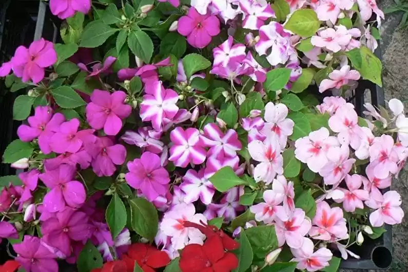 квітучі однорічники