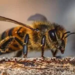 Бджолині прикмети