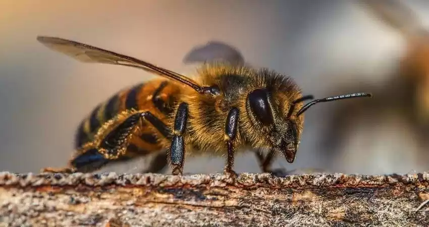 Бджолині прикмети