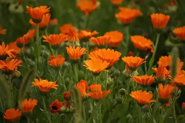 квітучі однорічники