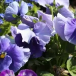 Квіткові прикмети