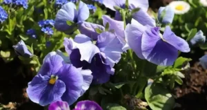 Квіткові прикмети