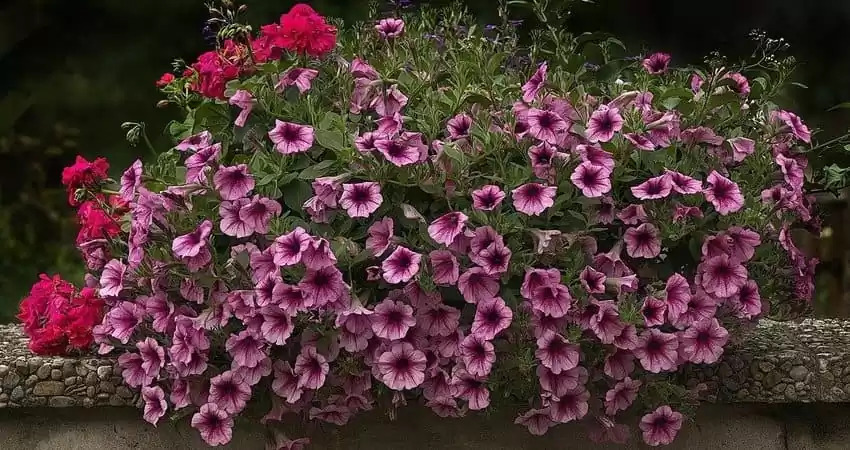 квітучі однорічники