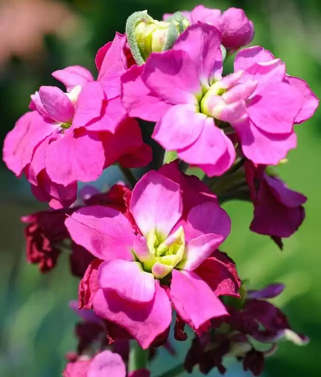 квітучі однорічники