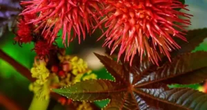 стерилізовані гриби