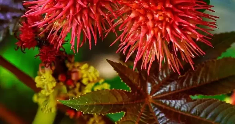 декоративні однорічники