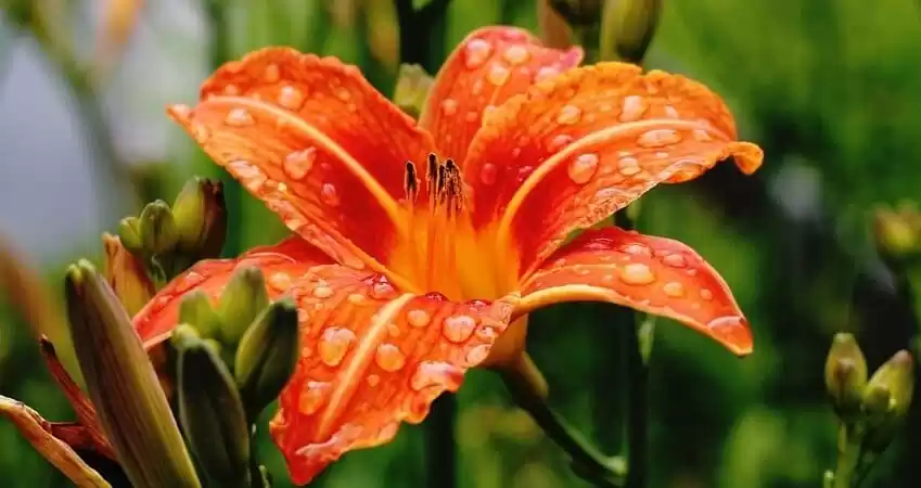 Осінні роботи у квітнику