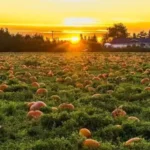 Овочі на зиму