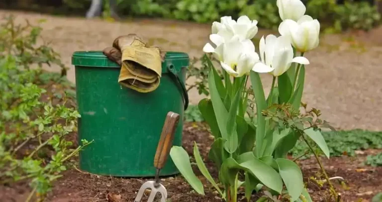 Планування ділянки під сад