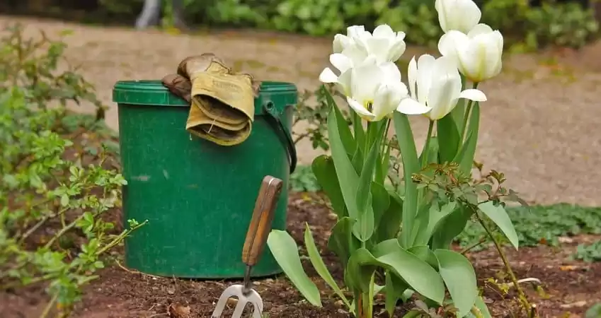 Планування ділянки під сад
