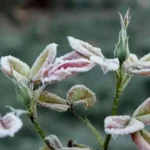 Погодні прикмети