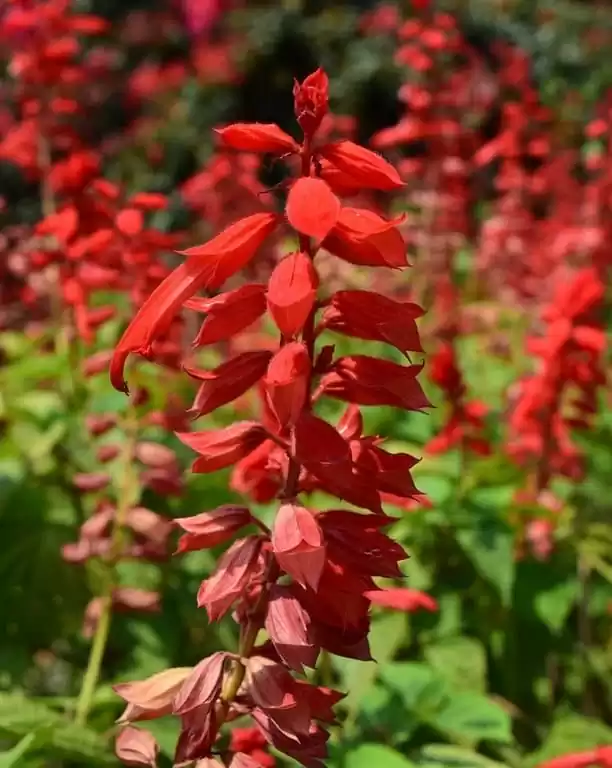 квітучі однорічники