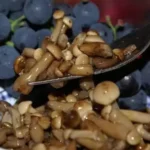 солені гриби