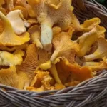 туршія з грибів