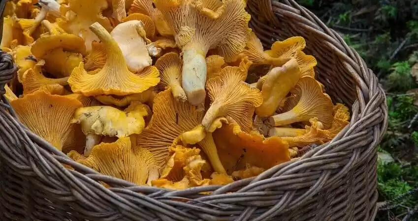 туршія з грибів