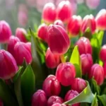 Тюльпани до свята