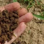 Умови, що негативно впливають на плодові рослини