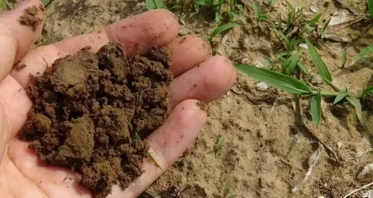 Умови, що негативно впливають на плодові рослини