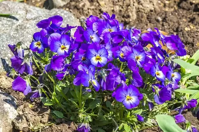 квітучі однорічники