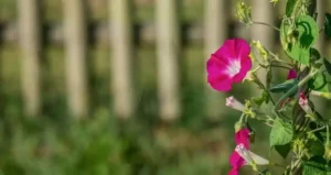 квітучі однорічники