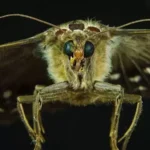 Як боротися з міллю в будинку