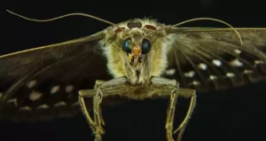 Як боротися з міллю в будинку