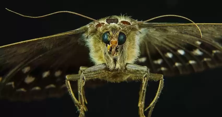 Як боротися з міллю в будинку