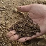 Закладання плодового саду