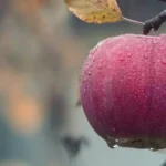 Фрукти на зберігання