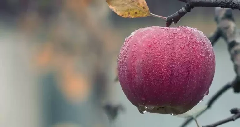 Фрукти на зберігання