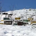 На пасіці взимку