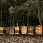 Осінні роботи на пасіці