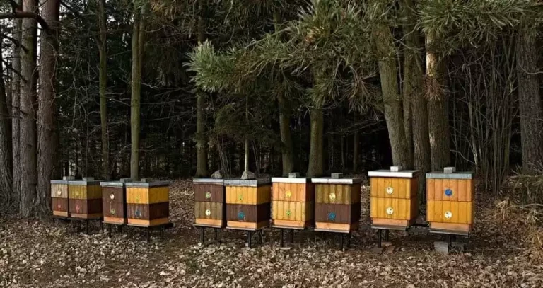 Осінні роботи на пасіці