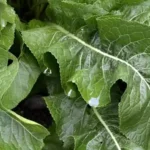 Осінні турботи на городі