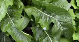 Осінні турботи на городі