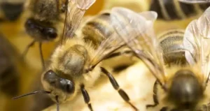 вирощування кропу,вирощування петрушки