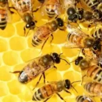 Якість меду для зимівлі бджіл