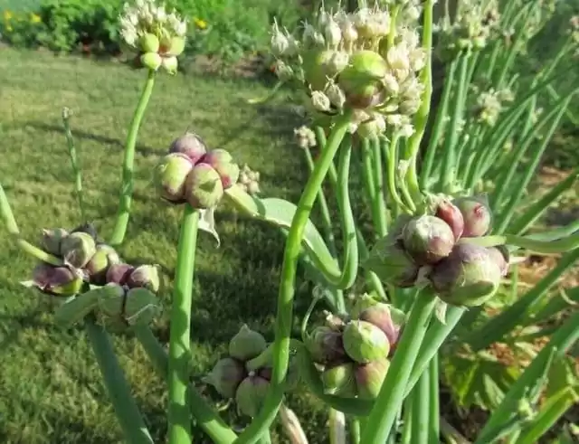вирощування зеленої цибулі,різновиди зеленої цибулі,цибуля-батун