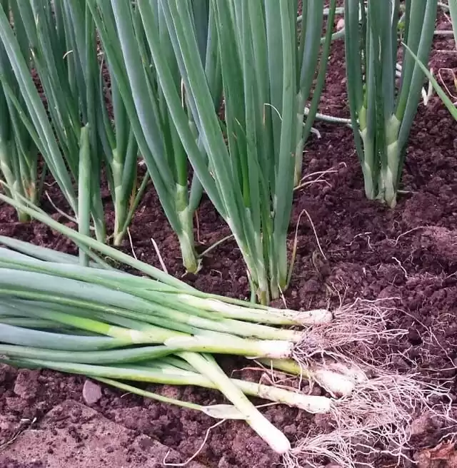 вирощування зеленої цибулі,різновиди зеленої цибулі,цибуля-батун