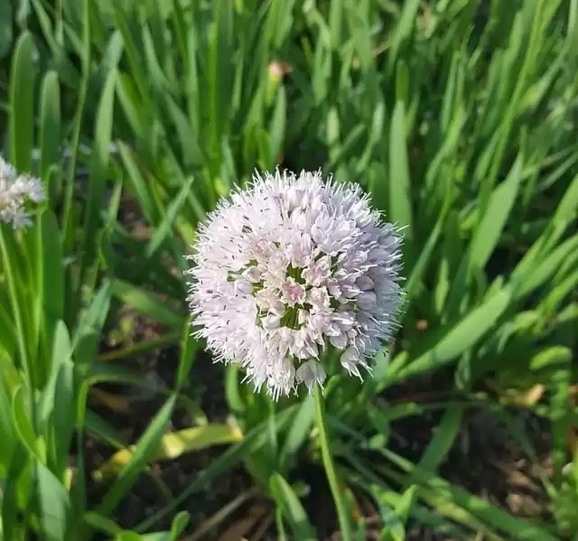 вирощування зеленої цибулі,різновиди зеленої цибулі,цибуля-батун