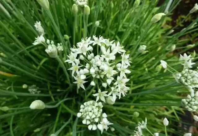 вирощування зеленої цибулі,різновиди зеленої цибулі,цибуля-батун