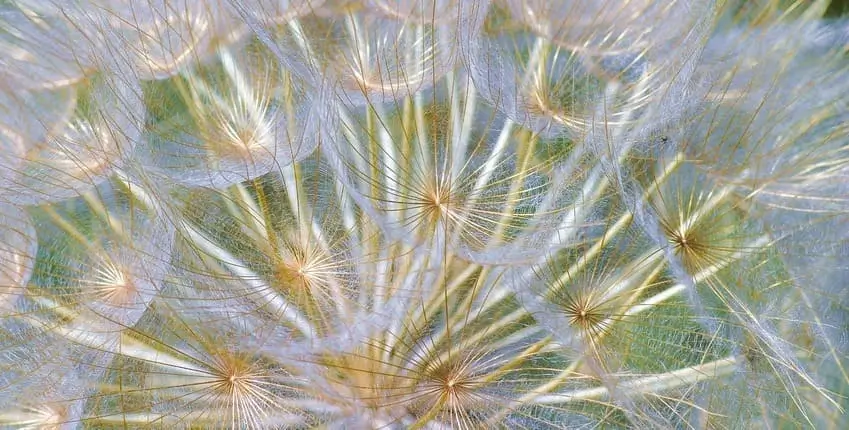 вирощування скорцонери