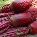 вирощування буряка столового