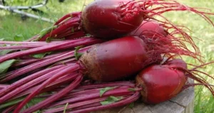 вирощування скорцонери