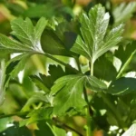 вирощування кропу,вирощування петрушки