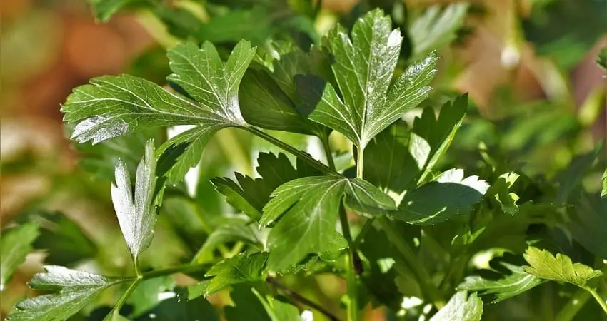 вирощування кропу,вирощування петрушки