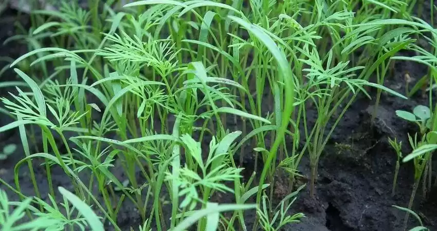 вирощування кропу,вирощування петрушки
