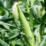 вирощування кукурудзи