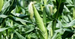 вирощування брукви