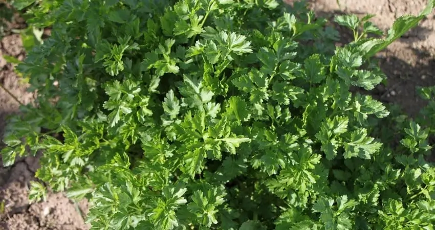 вирощування кропу,вирощування петрушки